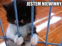 Jestem niewinny