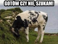 Szuuukam