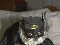 Batdog