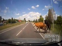 Tymczasem w Rosji- inny czas i krowy