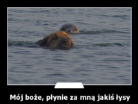 Mój boże, płynie za mną jakiś łysy pies :D