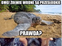 Żółw wodny