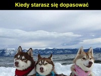 Dopasował się