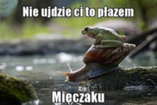 Mięczaku!