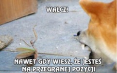 Nawet gdy wiesz że jesteś na przegranej pozycji