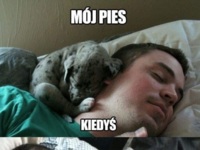 Mój pies :)