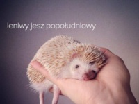 Jesz leniwy