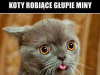 Koty robiące głupie miny