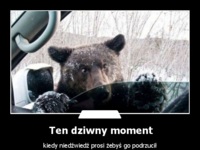 Ten dziwny moment kiedy niedźwiedź prosi żebys go podrzucił :)