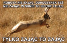 Zając to zając