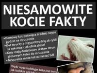 NIESAMOWITE kocie fakty! Sprawdź do czego zdolne są KOTY! :D