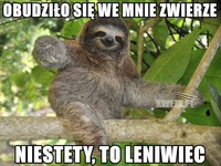 Niestety leniwiec