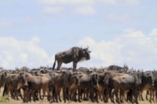 Najlepsze zdjęcia z „The Comedy Wildlife Photography" 2017, czyli zbiór zabawnych zdjęć zwierzaków