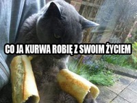 Koteł