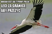 Bocian jak typowy Polak! Zobacz dlaczego!