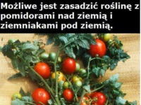 Możliwe jest zasadzić roślinę z pomidorami na dziemia i ziemniakami pod ziemią :D