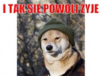 I tak się powoli żyje