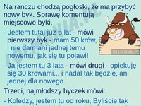 Byki bardzo się zbuntowały, aż nagle... HAHA młody najlepszy!