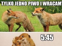 Jedno piwo