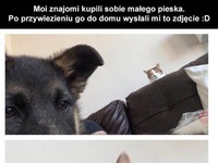 Moi znajomi kupili sobie małego pieska