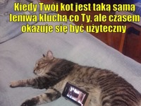 kiedy twój kot jest taką sama leniwą kluchą