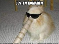 jestem komarem