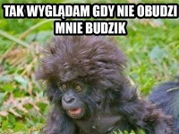 budzik