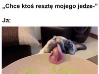 mój pies