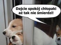 Dajcie spokój chłopaki ;-)