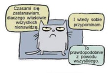 Typowy kot
