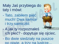 Jasio rozpoznal płeć much XD