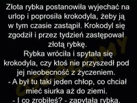 Krokodyl zastępował złotą rybkę. Dobrze rozwiązał ten problem! HAHA