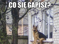 Co się gapisz