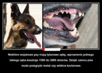 Niektóre wojskowe psy mają tytanowe zęby!