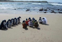 Ślub pingwinów