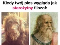 Skąd ten pies się wziął?! Ze starożytnej Grecji? :D