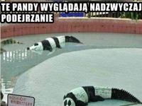 podejrzane pandy