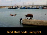 red bull