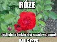 mlecze kontra róże