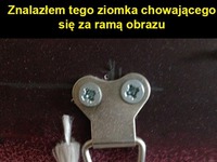 Co za ziomek