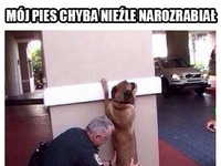 Nieźle narozrabiał