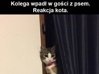 reakcja kota