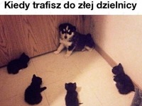 zła dzielnica