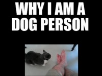 Dlaczego wolę psy