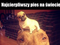 Najcierpliwszy pies na świecie