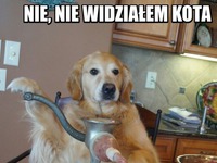 Nie wiem gdzie kot