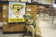 Tak o to wygląda idealny pies do laboratorium? Nie ma wątpliwości XD