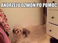 Andrzeju dzwonisz