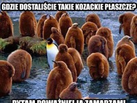 Pingwinek