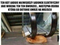 ten kot ładuje największy ładunek wybuchowy